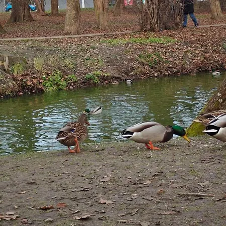 Gold Greenview Rzeszów