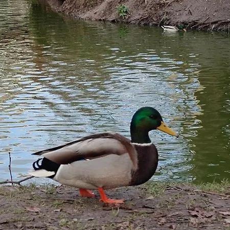 Gold Greenview * Rzeszów